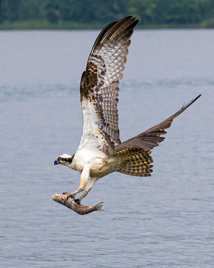 Lucky Osprey  Photograph by Alan Raasch