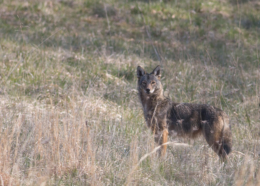 Lucky Shot Photograph by Gary Drinkhorn | Fine Art America