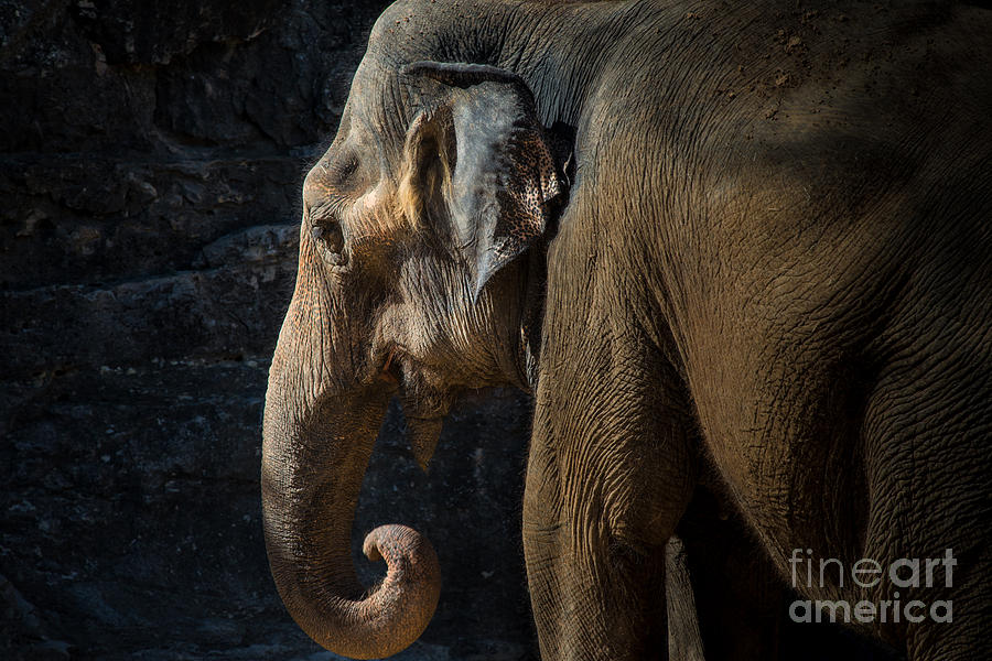 Lucky the Elephant Photograph by Richard Mason