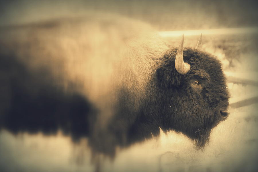 Lucky Yellowstone Buffalo Photograph by Lynn Sprowl