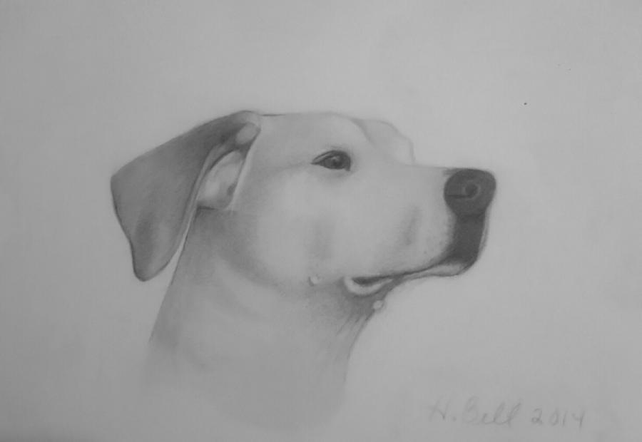 Dog Drawing - Lucy by Holly Bell