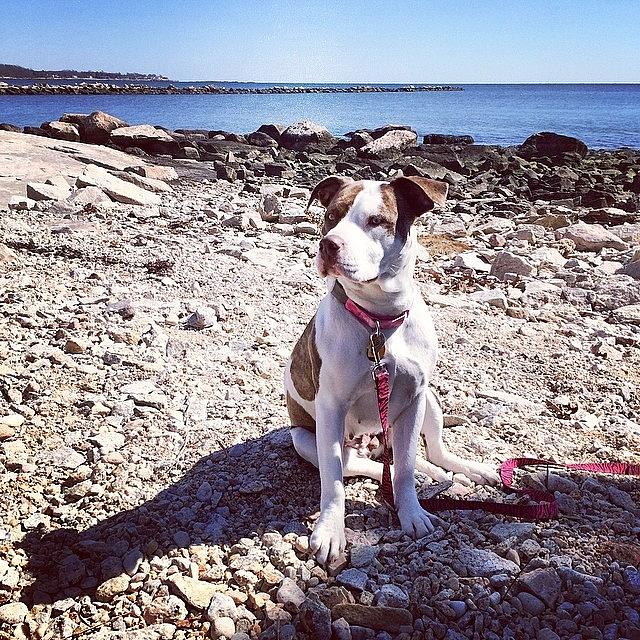 Pitbull Photograph - Lucys First Visit To The Beach by Jillian Reynolds