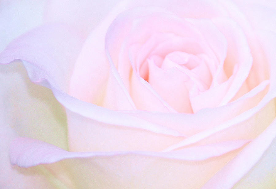 Rose Photograph - Lullaby by The Art Of Marilyn Ridoutt-Greene