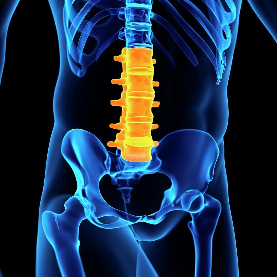 Illustration Photograph - Lumbar Spine by Sebastian Kaulitzki