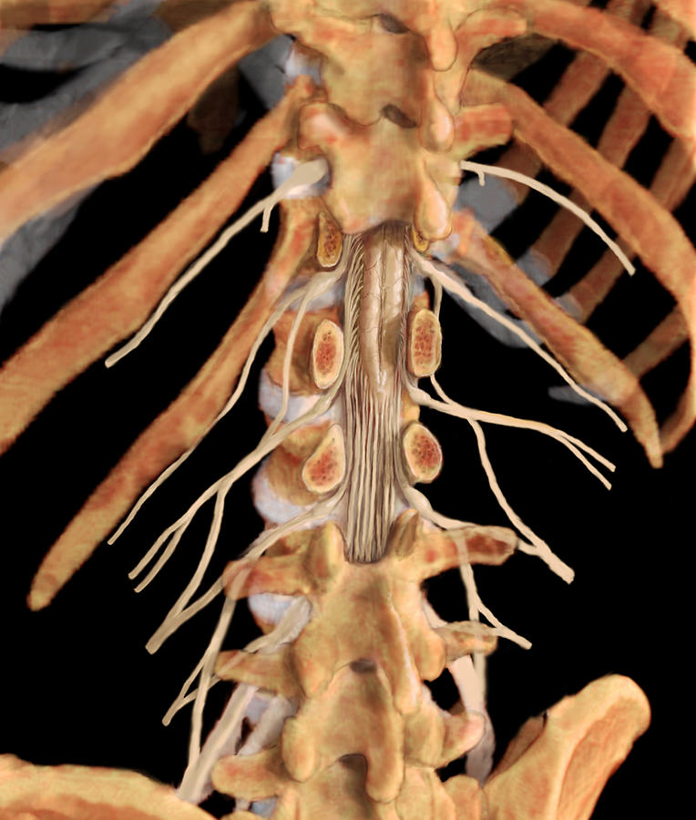 Lumbar Vertebrae Photograph by Anatomical Travelogue
