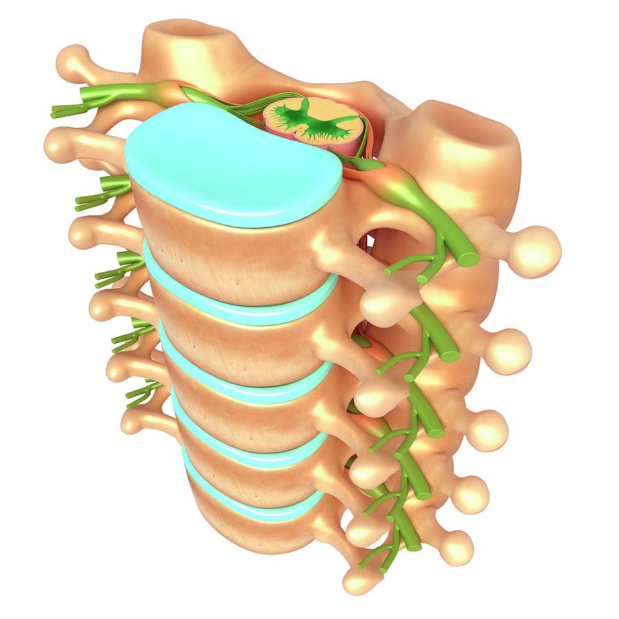 Lumbar Vertebrae And Spinal Cord Photograph by Pixologicstudio/science ...