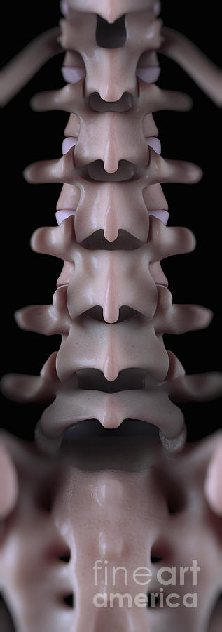 Lumbar Vertebrae Photograph by Science Picture Co