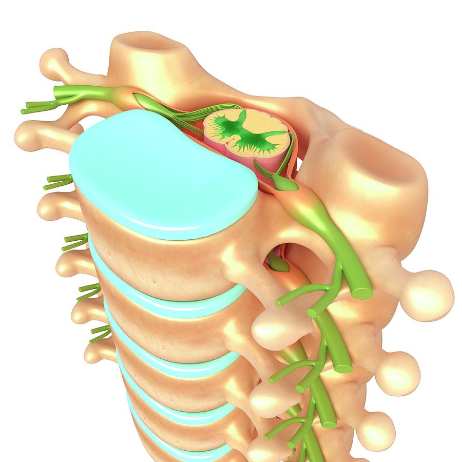 Lumbar Region Anatomy