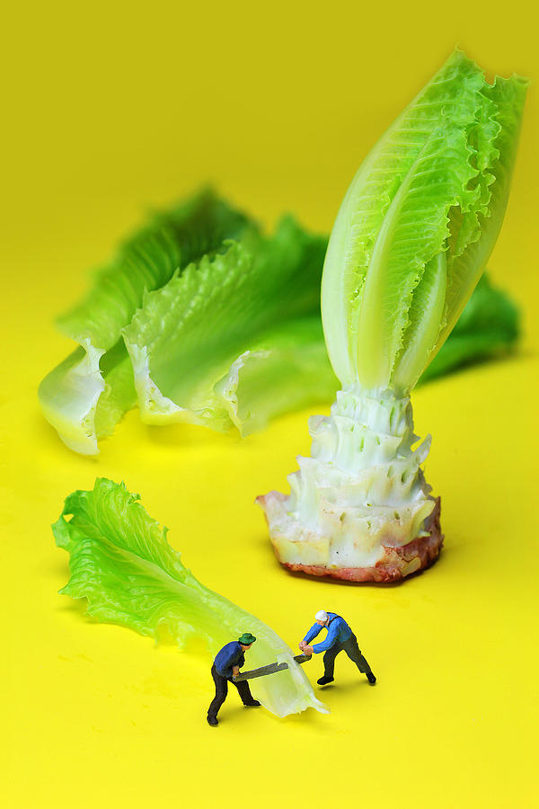 lumber workers cutting Lettuce little people on food Photograph by Paul Ge