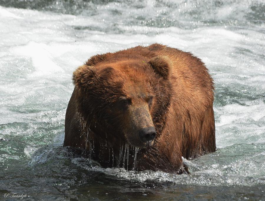 Salmon Photograph - Lumbering Alaskan Grizzly Bear  by Patricia Twardzik