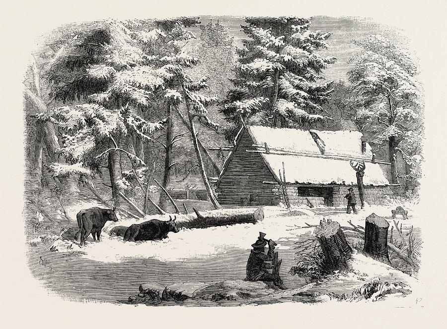 Lumbering In New Brunswick, Lumbermans Camp House Drawing by English