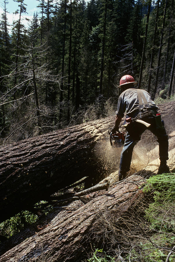 Cutting Timber | saludbellezavital.com