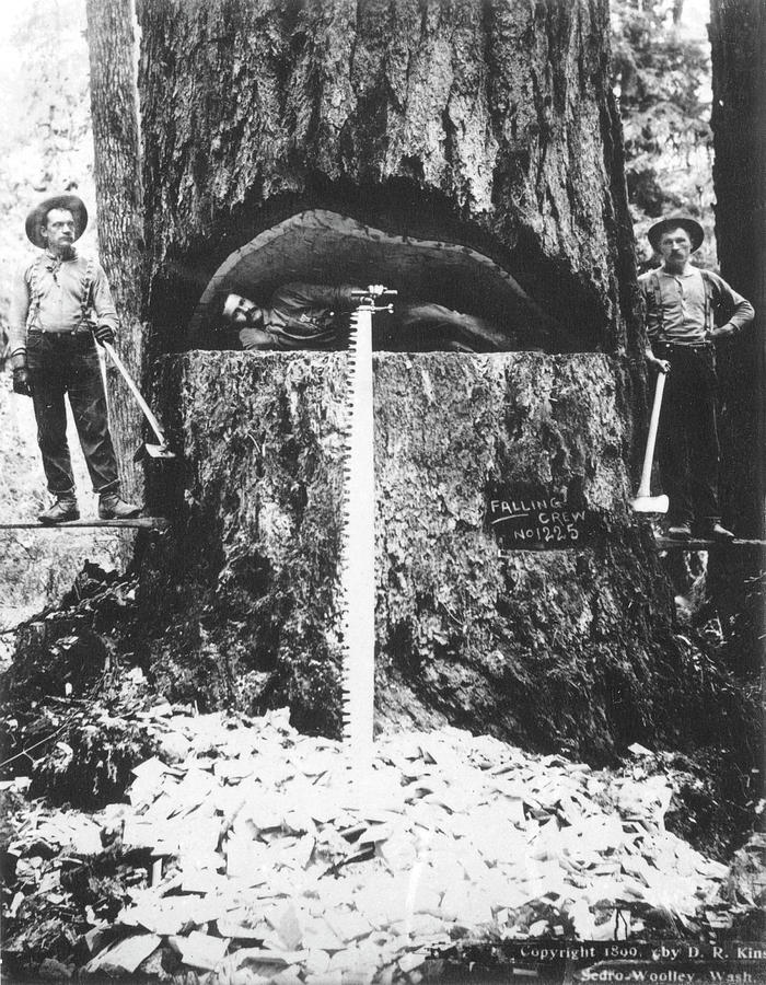 Lumberjacks, 1899 Photograph by Granger