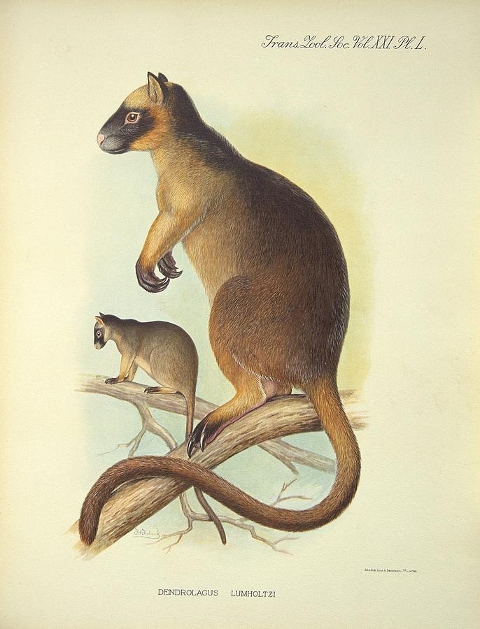 Nature Photograph - Lumholtzs tree-kangaroo, 20th century by Science Photo Library