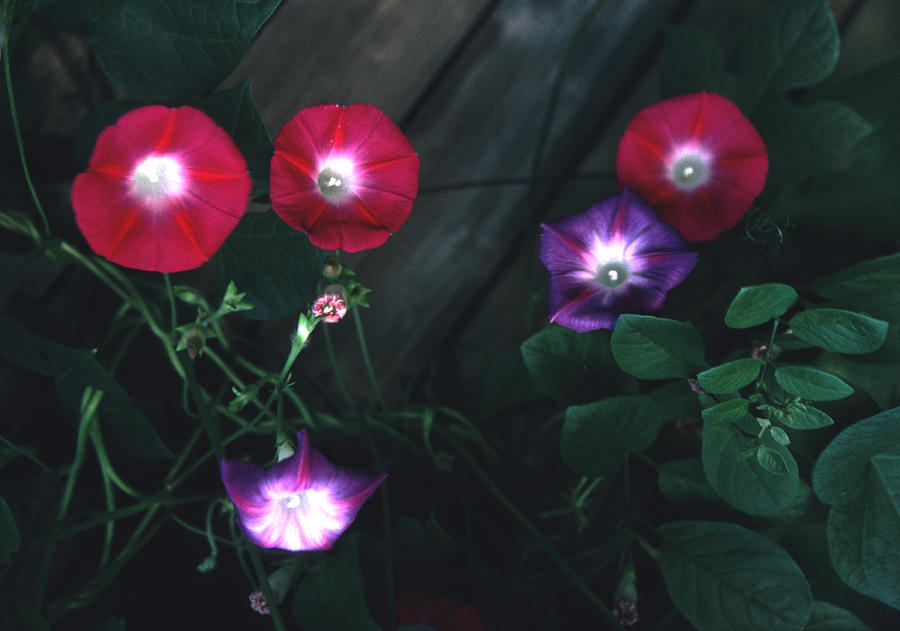 Luminescent Morning Glories Photograph by Tom Wurl