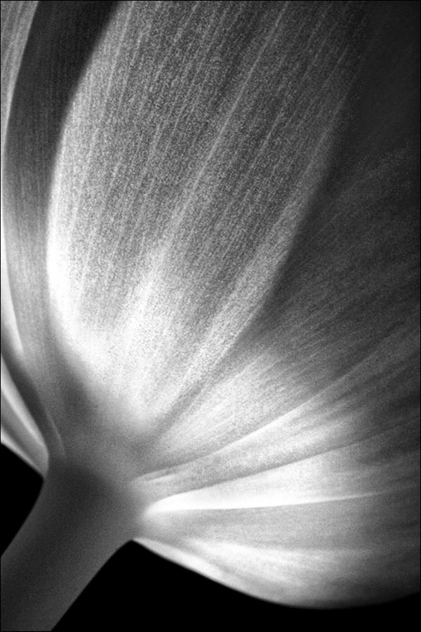 Luminescent Tulip in Black and White Photograph by Paul Schreiber