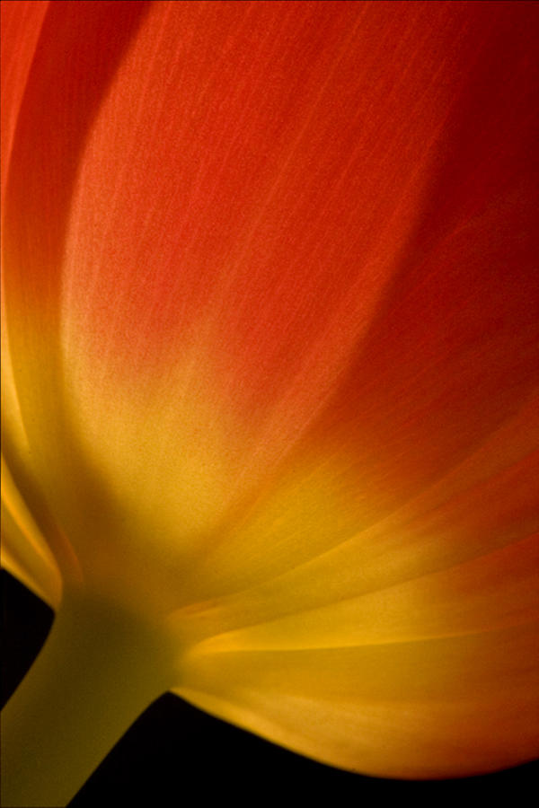 Luminescent Tulip Photograph by Paul Schreiber