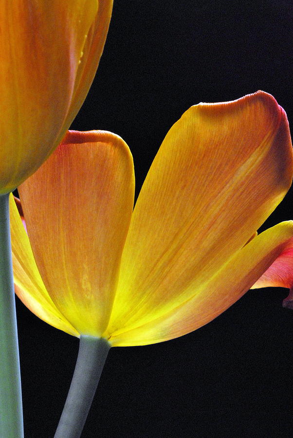 Luminescent Tulips Photograph by Keith Gondron
