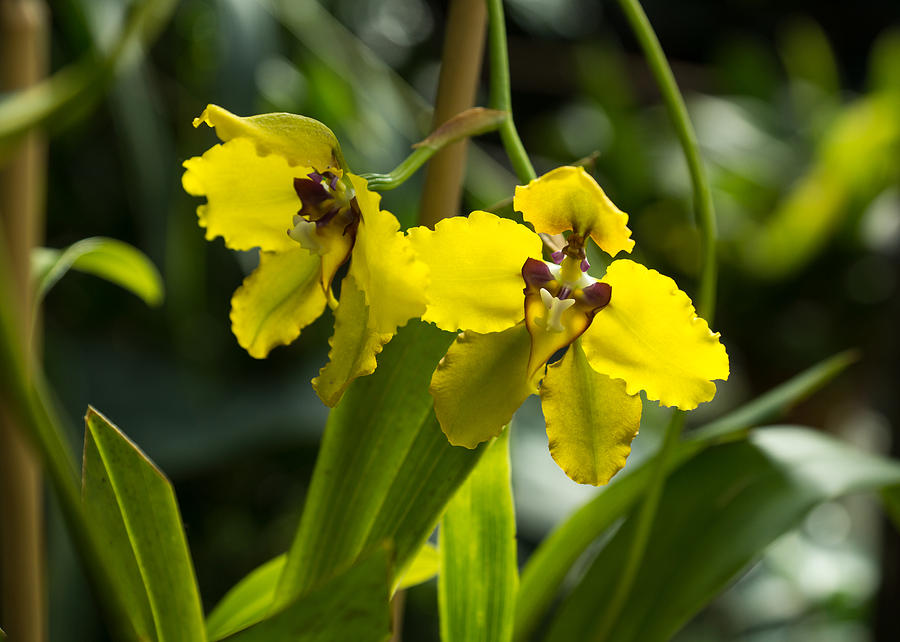 Luminosity in Golden Yellow - Glowing Sunny Orchids Photograph by Georgia Mizuleva