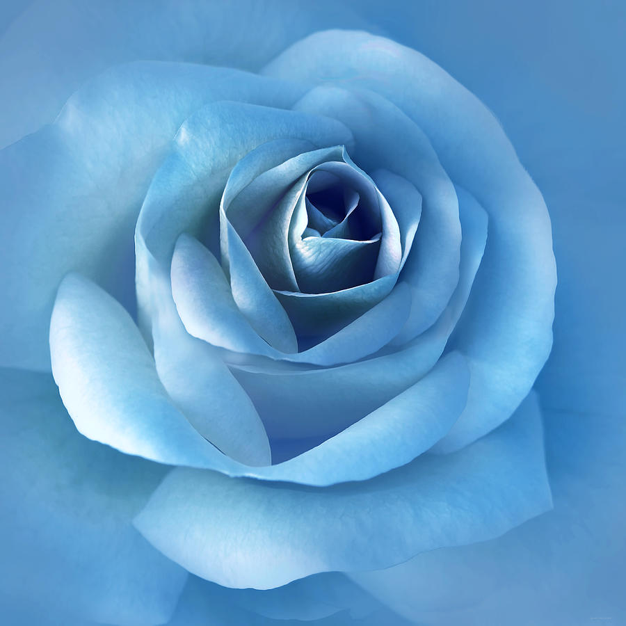Nature Photograph - Luminous Blue Rose Flower by Jennie Marie Schell