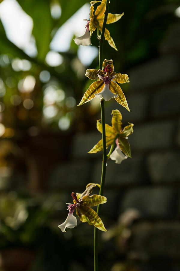 Luminous Chain of Orchids Photograph by Georgia Mizuleva