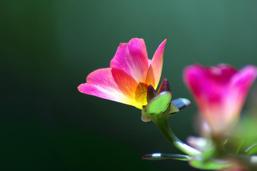 Flower Photograph - Luminous by David Weeks