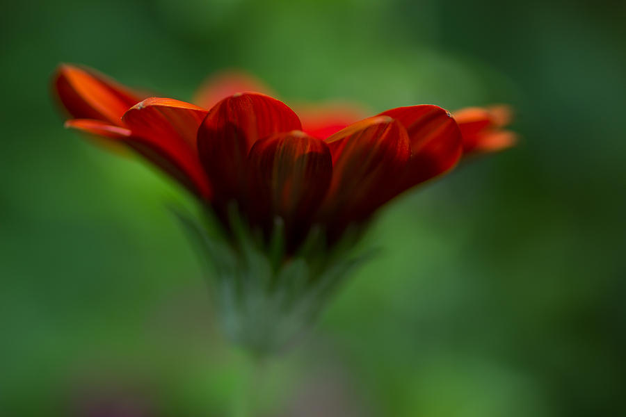 Luminous Gazania bloom Photograph by Marina Kojukhova