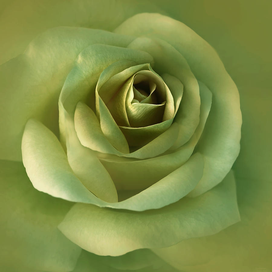 Luminous Green Rose Flower Photograph by Jennie Marie Schell
