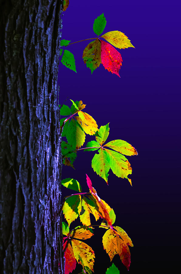 Luminous Leaves 2 Photograph by Brian Stevens