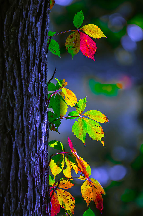 Luminous Leaves  Photograph by Brian Stevens