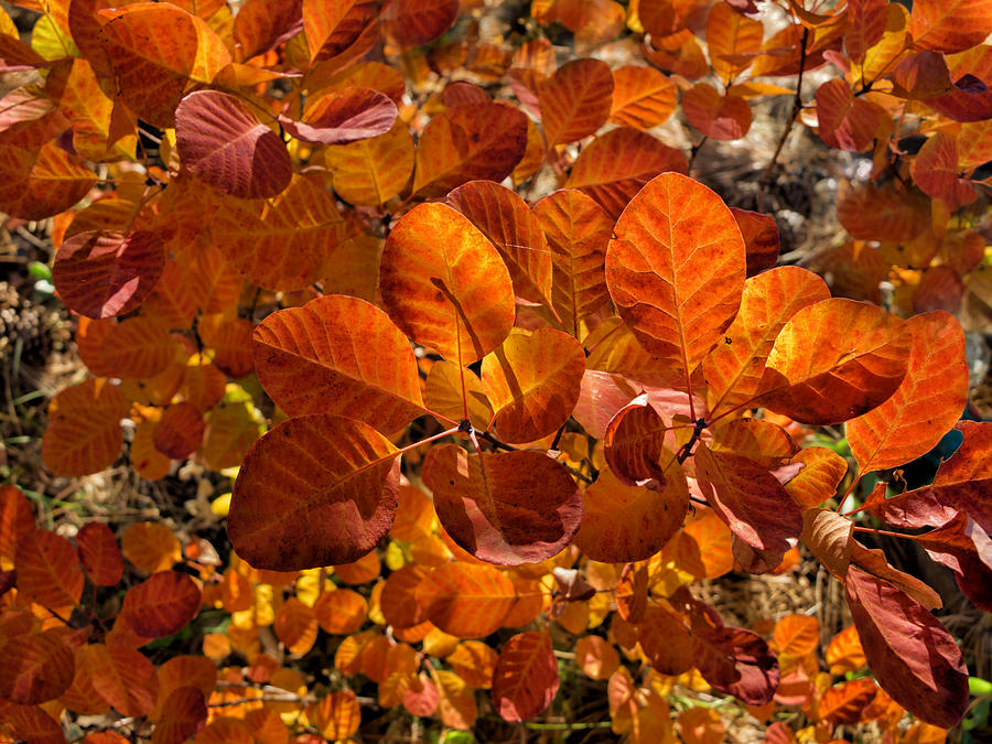 Luminous Leaves Photograph by Kathleen Bishop