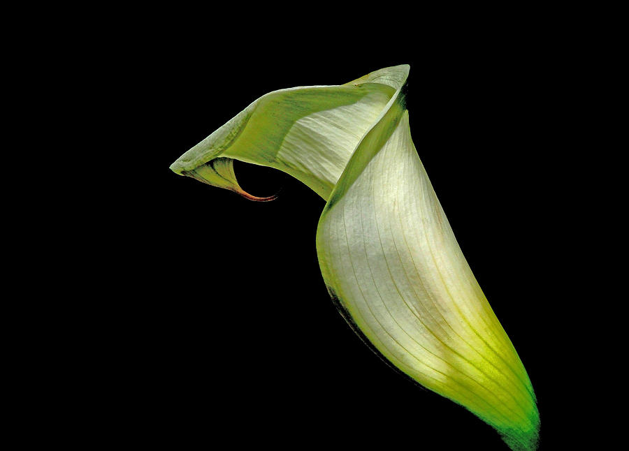 Luminous Lilly Photograph by Susan Duda