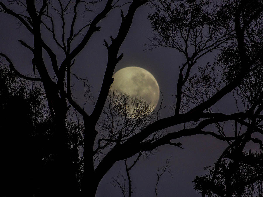 Luminous Moon Photograph by Carolyn Emptage - Fine Art America