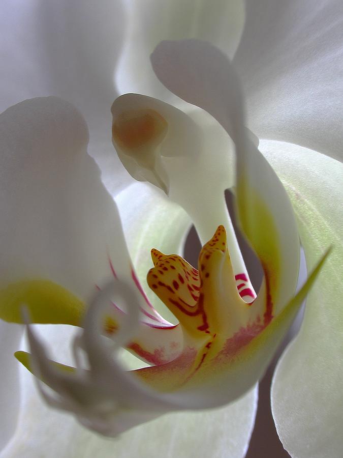Luminous Orchid Photograph by Juergen Roth