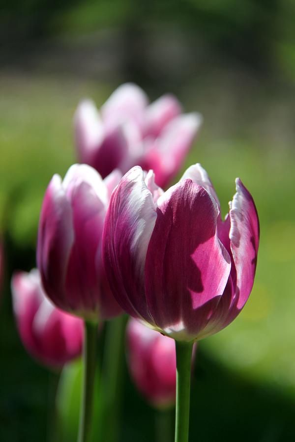 Luminous Plum Tulips Photograph by Andrea Lazar