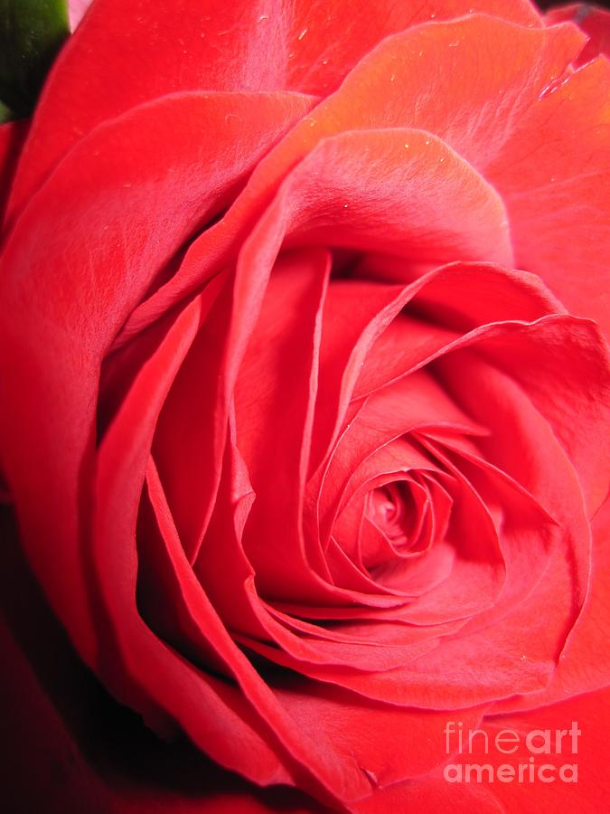 Luminous Red Rose 10 Photograph by Tara  Shalton