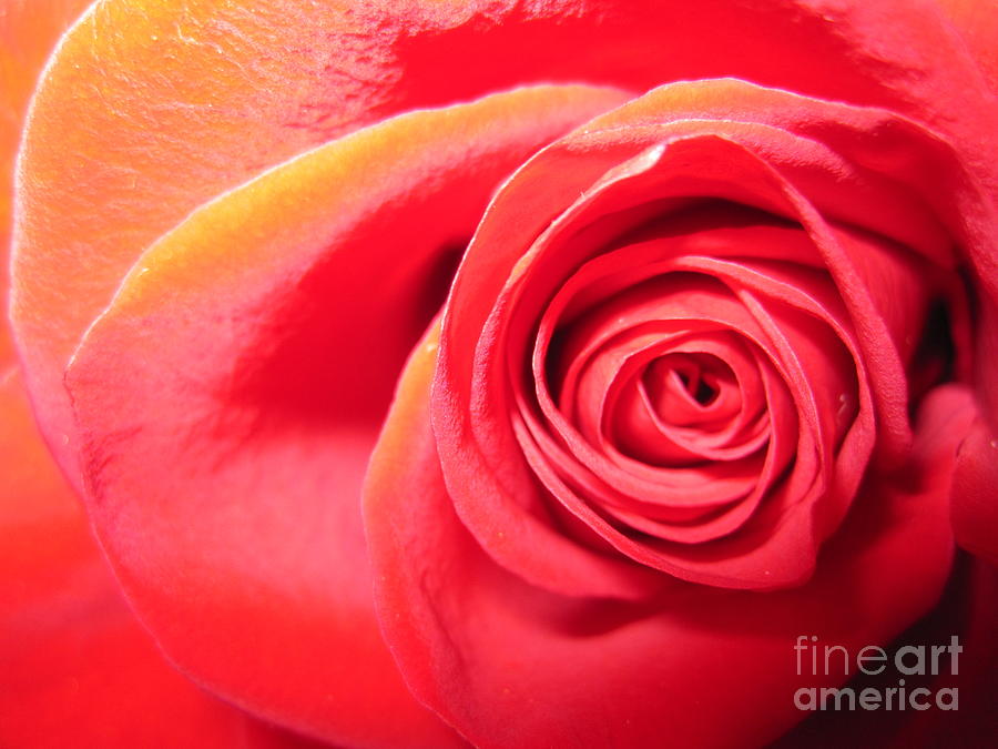 Luminous Red Rose 1 Photograph by Tara  Shalton