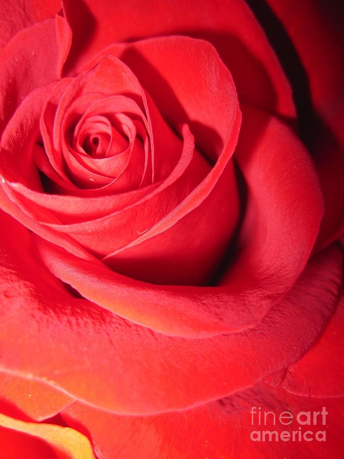 Luminous Red Rose 6 Photograph by Tara  Shalton