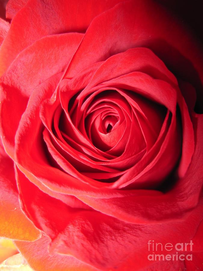 Luminous Red Rose 7 Photograph by Tara  Shalton