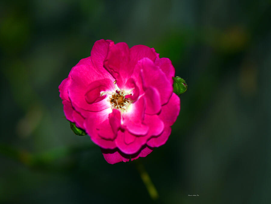 Luminous Rose Photograph by Connie Fox
