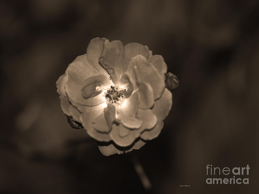 Luminous Rose in Sepia Photograph by Connie Fox