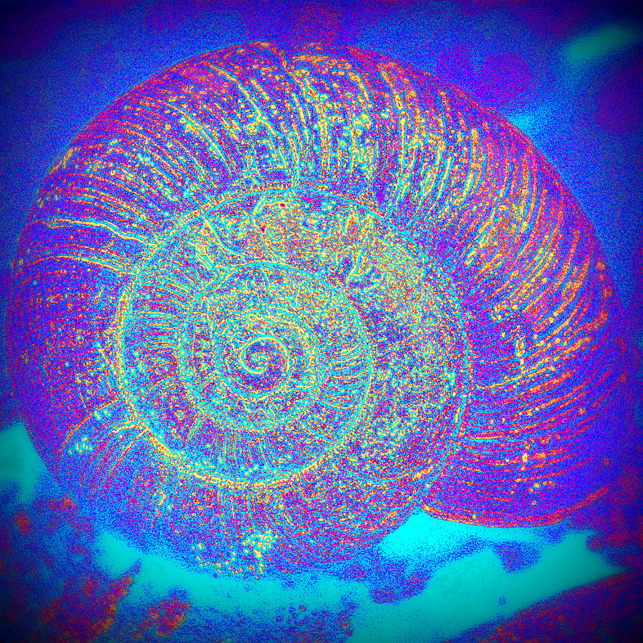 Luminous Snail  Photograph by Kelly Nowak