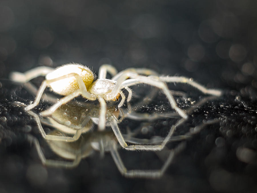 Spider Photograph - Luminous Spider by Carl Engman Spider Photograph - Luminous Spider by Carl Engman