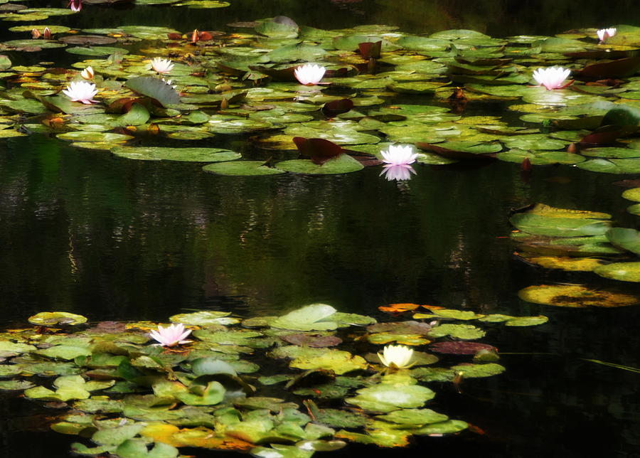 Luminous Water Lilies Photograph by Carla Parris
