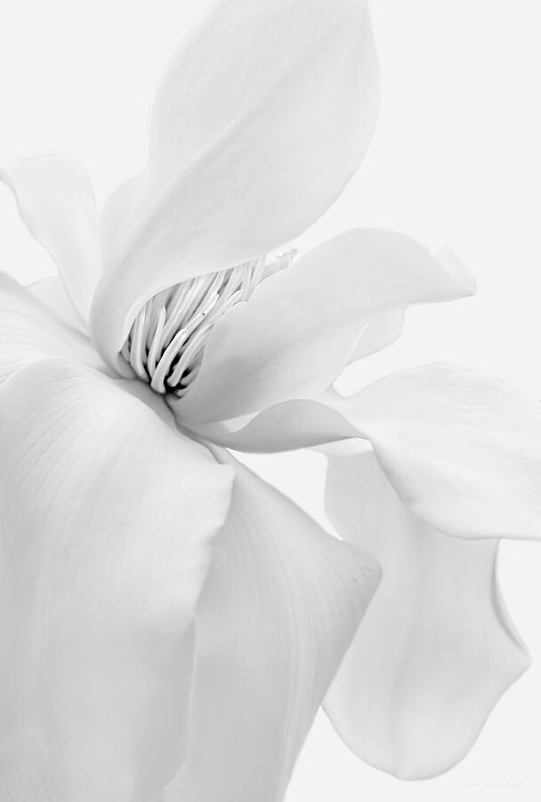 Luminous White Magnolia Flower Monochrome Photograph by Jennie Marie Schell