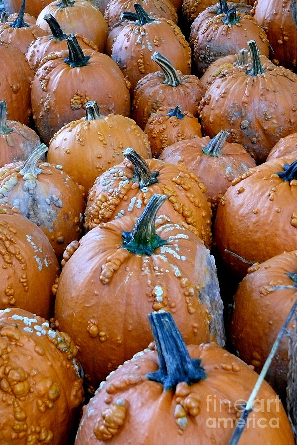 Lumpy Pumpkins Photograph by Betsy Cotton Fine Art America