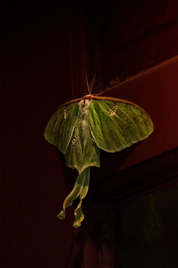 Insects Photograph - Luna at my Door by Sue Capuano