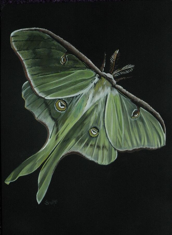 Insects Painting - Luna by Barbara Keith