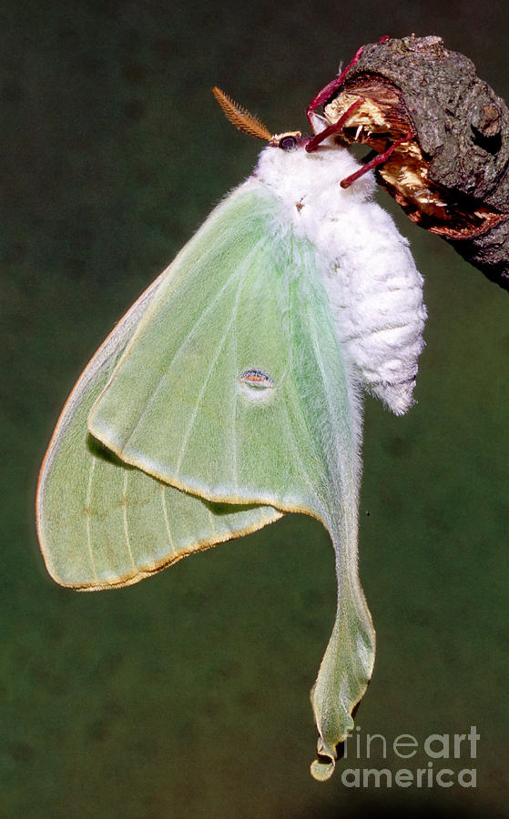 Luna Moth Actias Luna Ready To Fly Photograph by Millard H. Sharp - Pixels