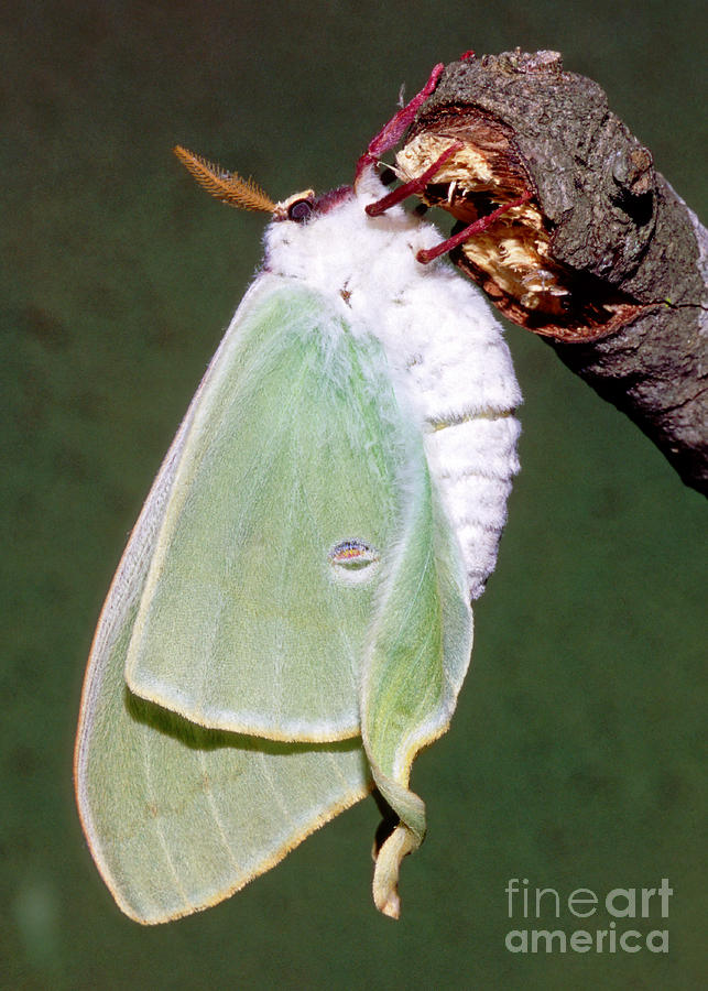 Wildlife Photograph - Luna Moth Actias Luna Unfurling Wings by Millard H. Sharp